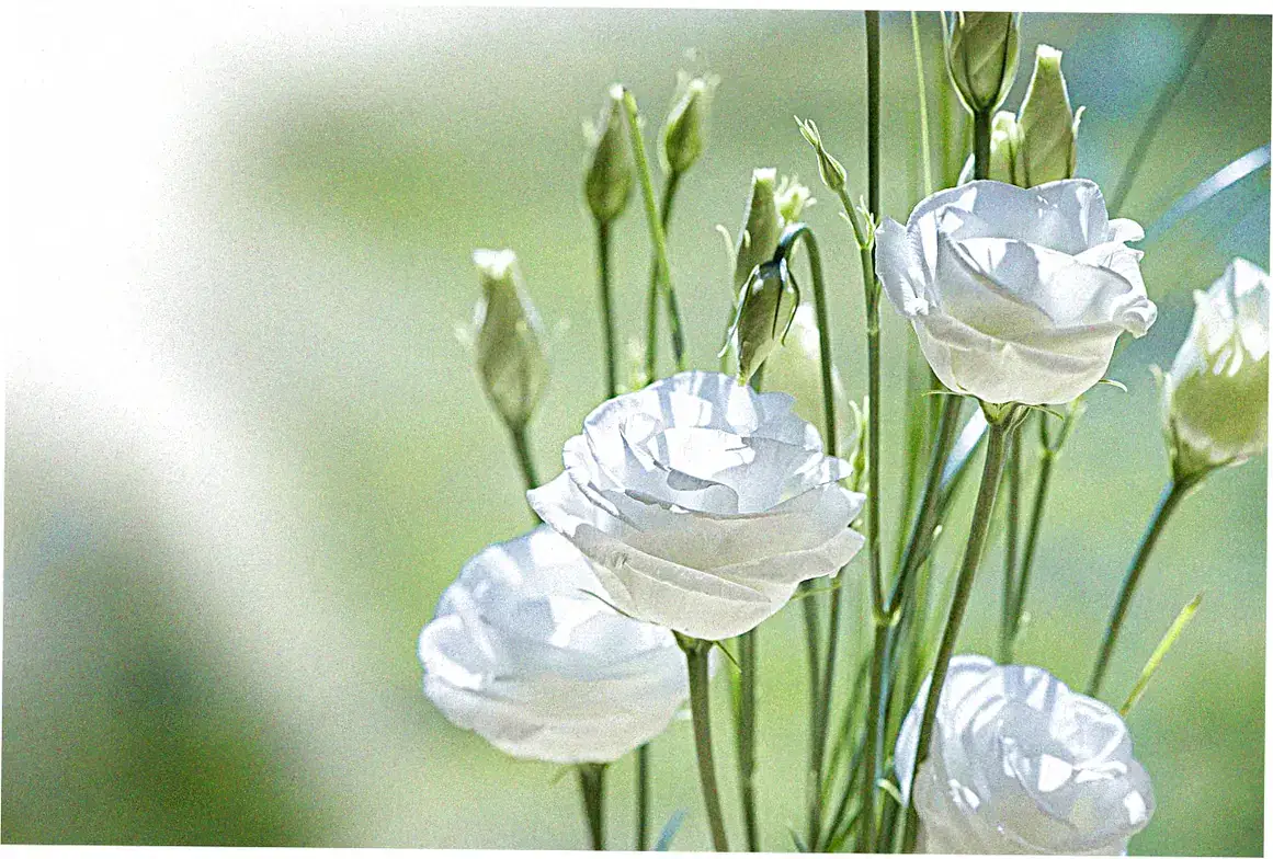 Beihai Park White Dagoba visitor tips
