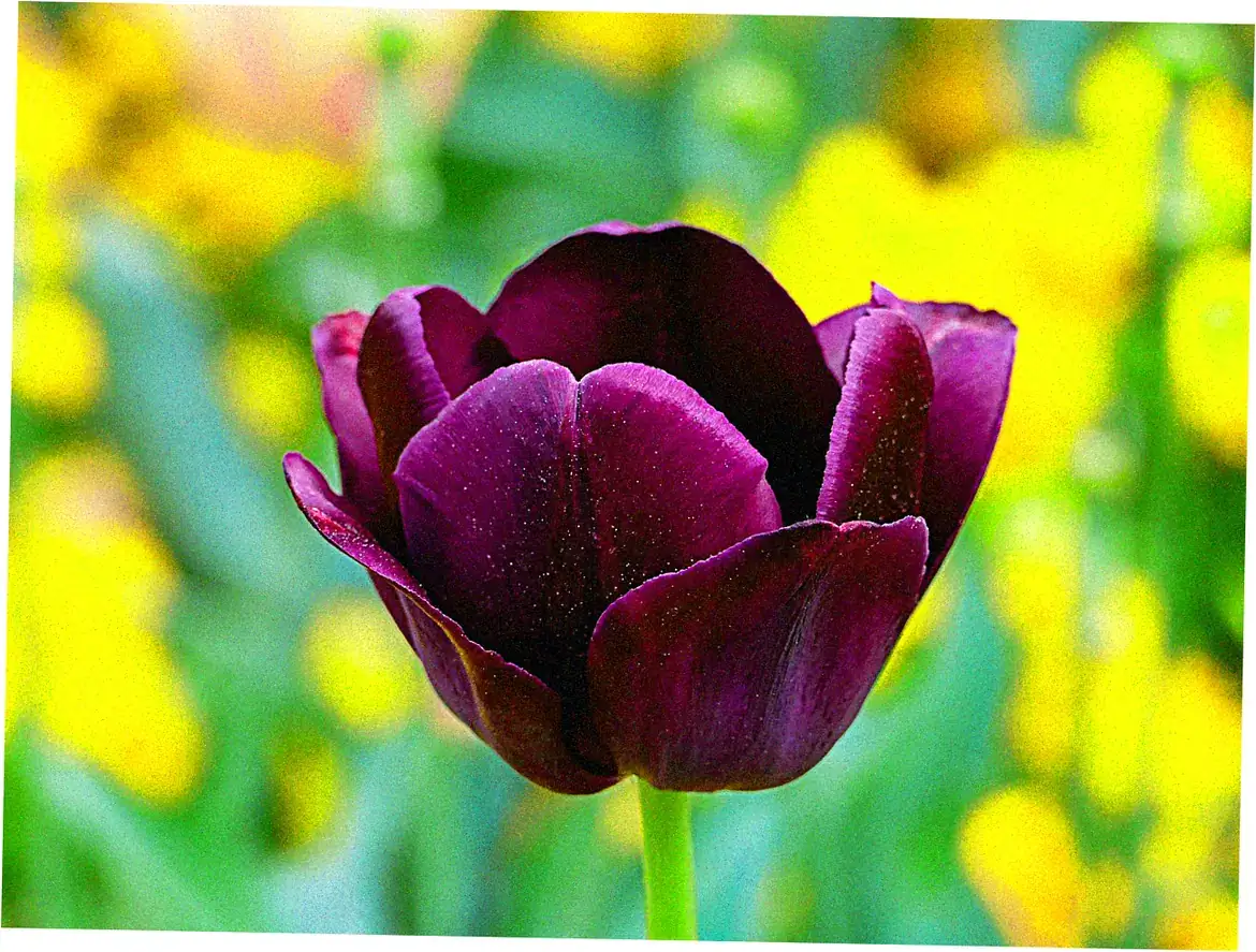 So, what makes a tulip festival world-class?