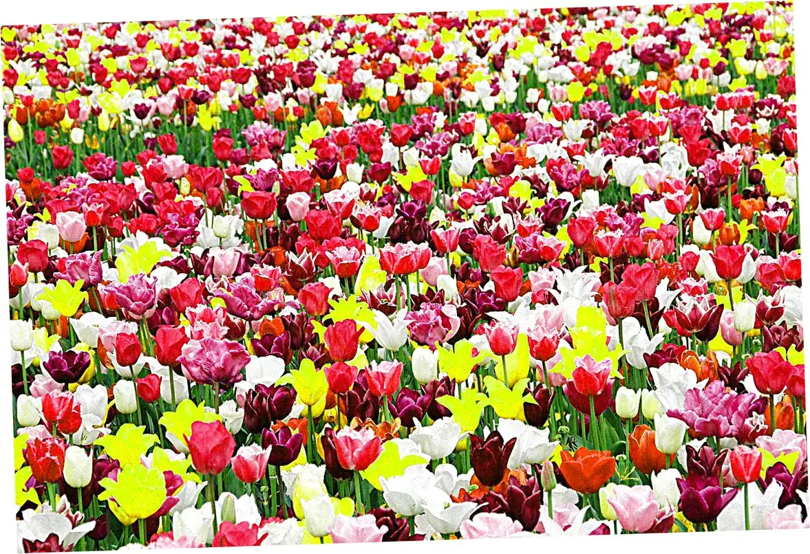 Skagit Valley Tulip Festival - Pacific Northwest Spectacle