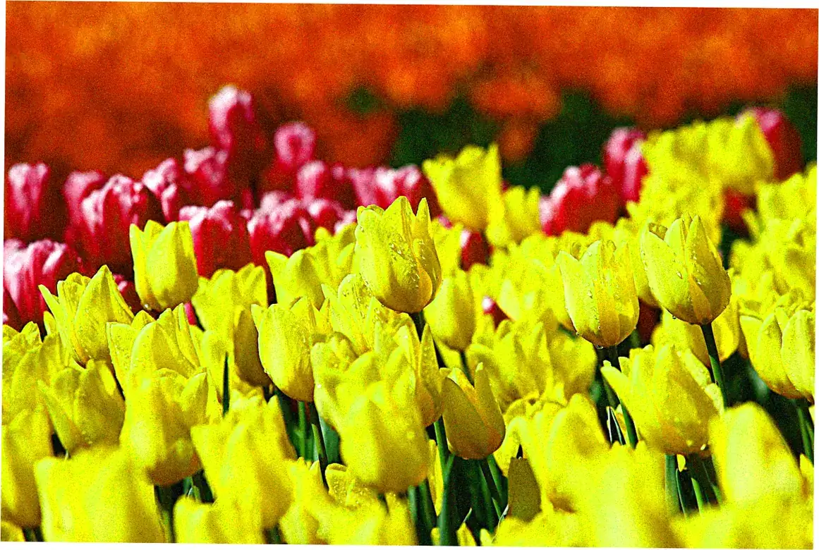 Turkish Istanbul Tulip Festival - Historical Homecoming
