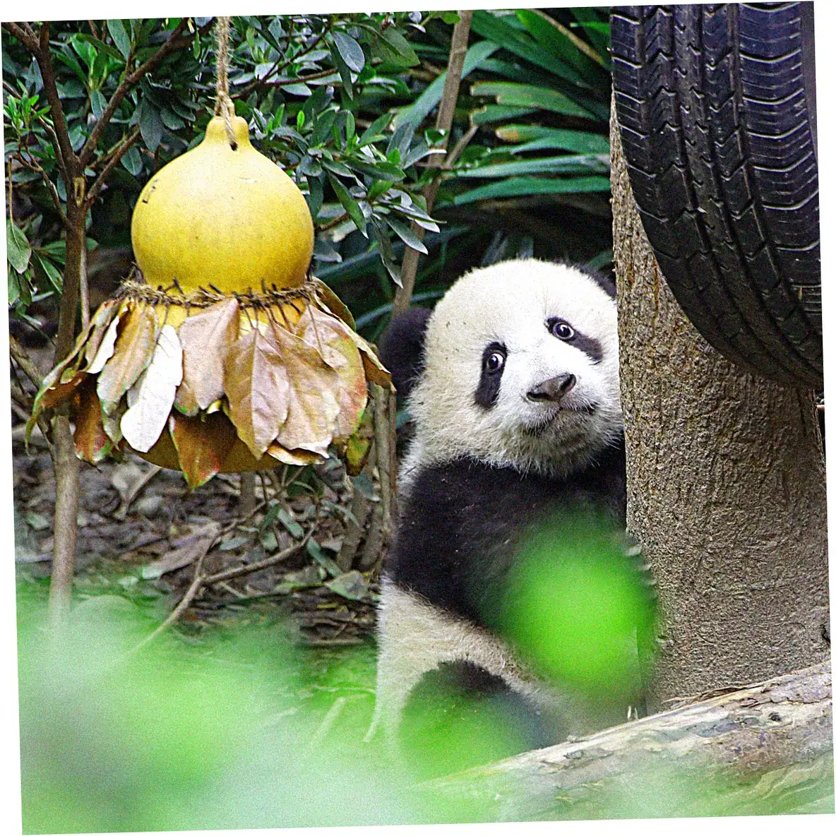 Chengdu's Park Culture