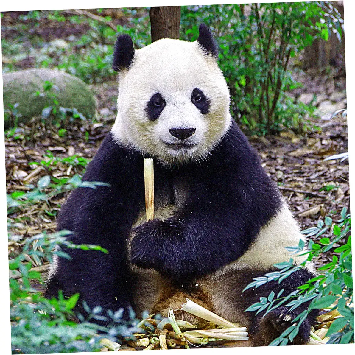 Chengdu's Park Culture