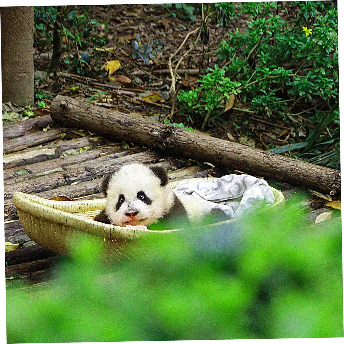 Chengdu's Park Culture