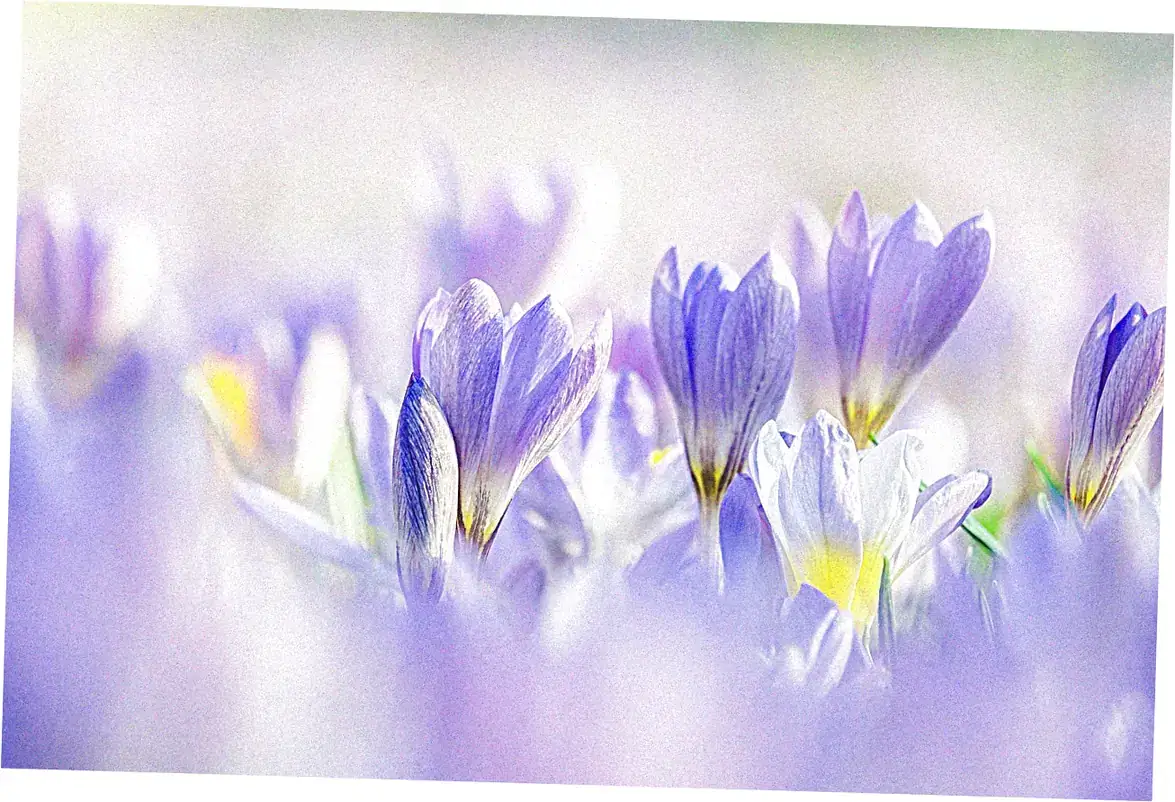 Flora Highlights: Flowers to Look For