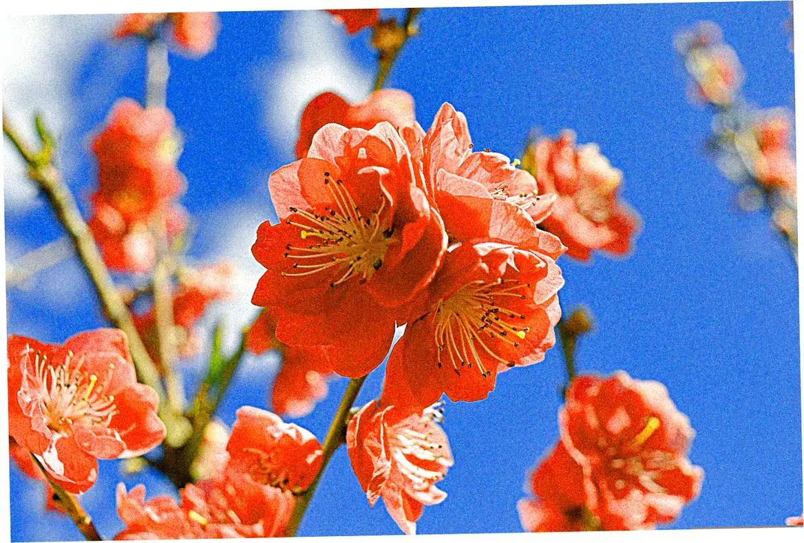 Planning Your Visit to a Spring Bloom Festival
