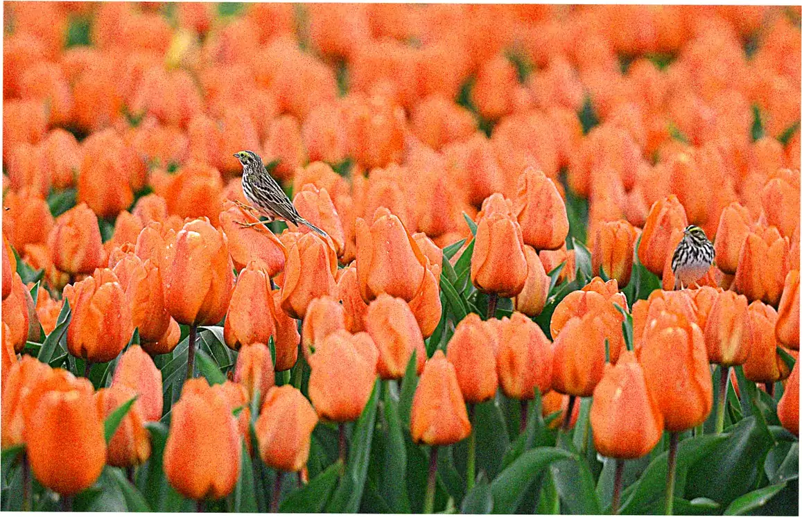 Planning Your Visit to a Spring Bloom Festival