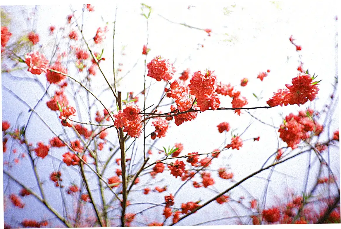 Qingming Festival Traditions Ancestral Worship Tomb Sweeping Day