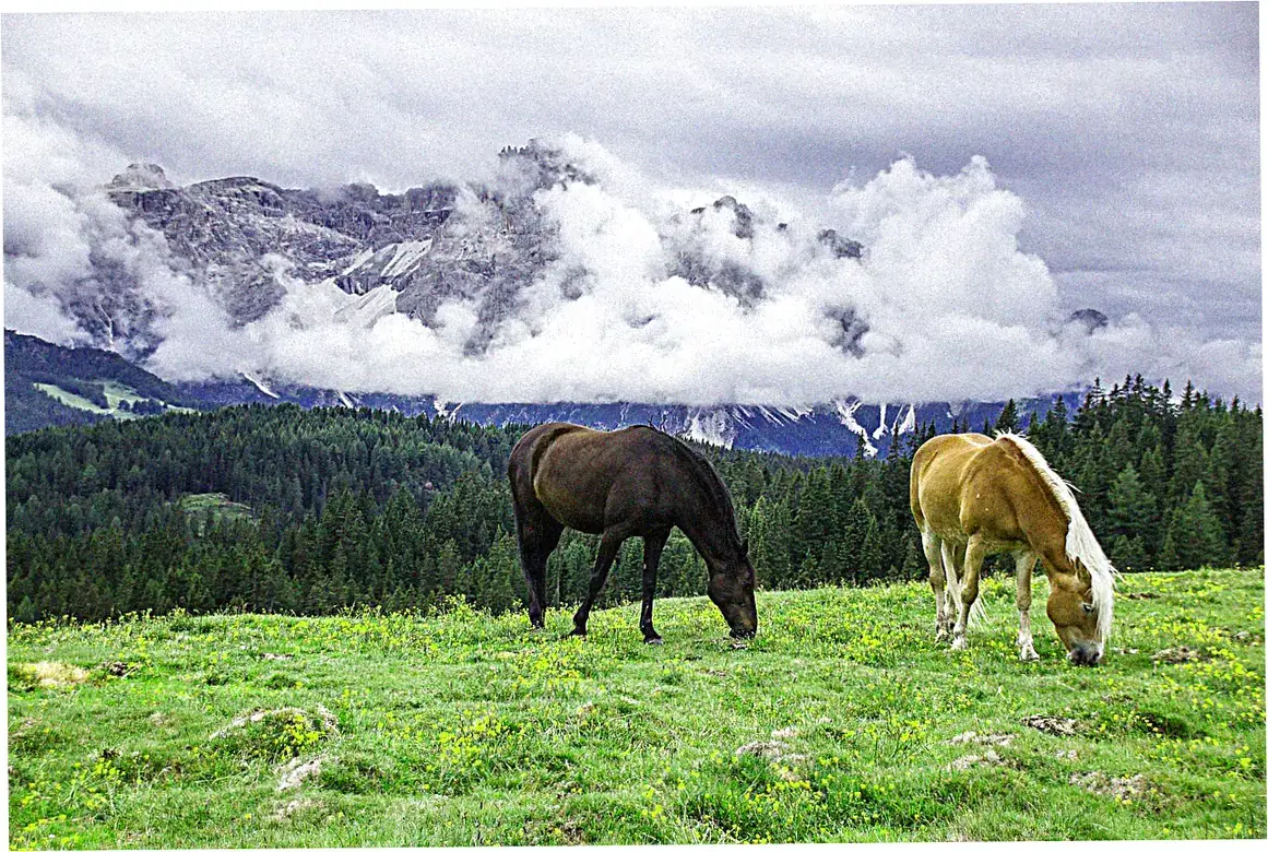 Accommodation Experience at Nine Horses Mountain Resort