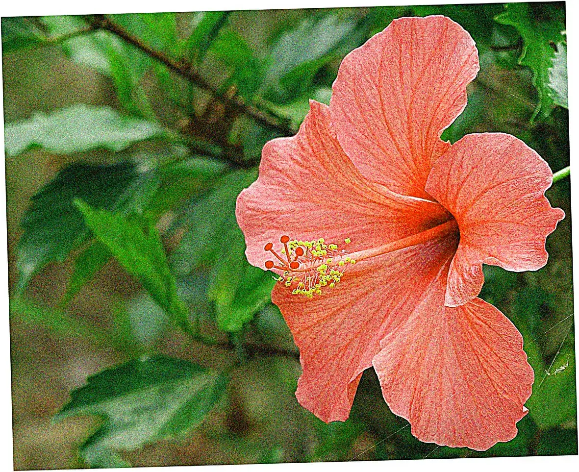 Cultural Significance of Extended Celebration Period