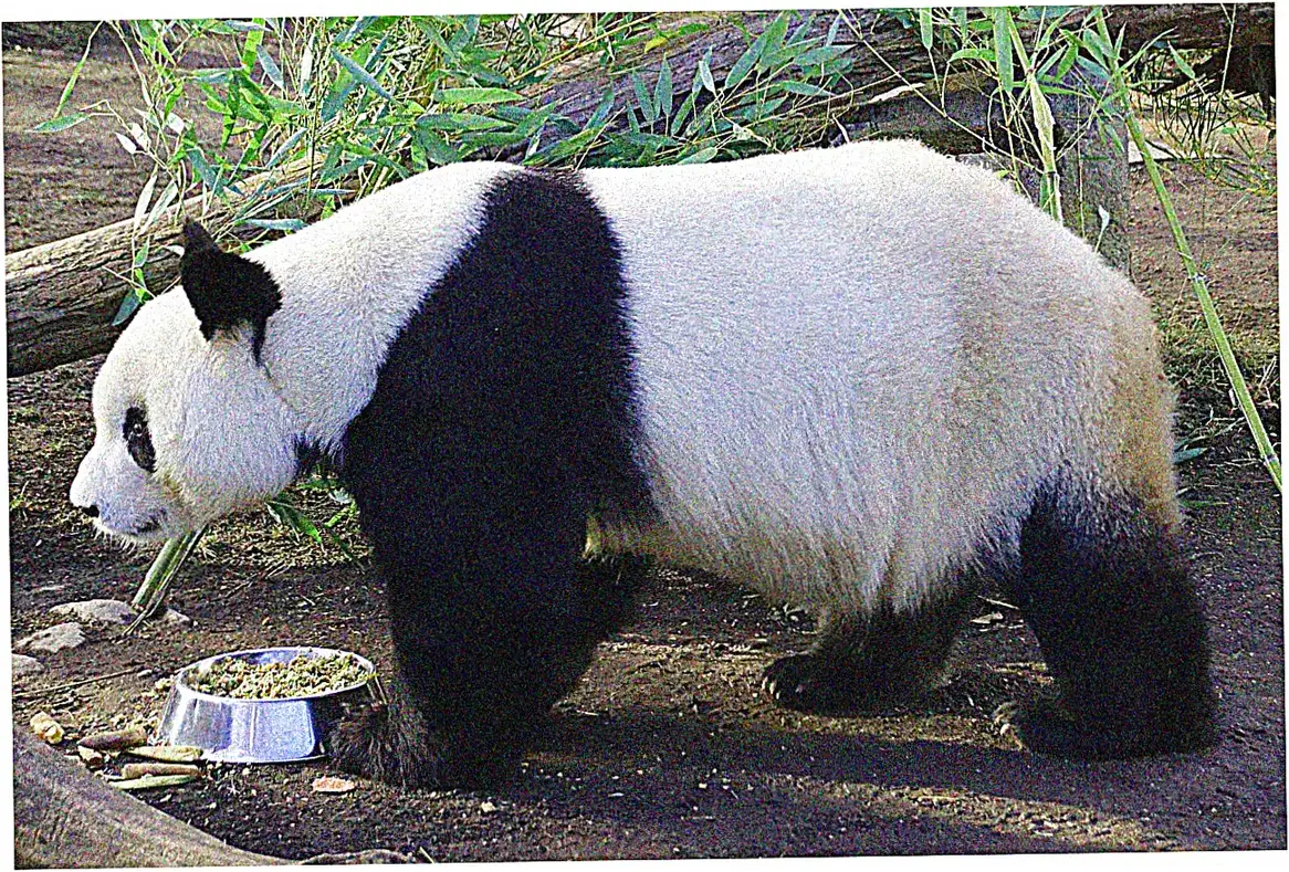 Panda Sanctuary Volunteer Programs and Educational Opportunities