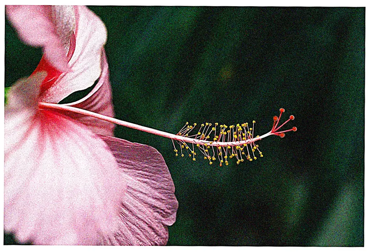 Photography Conditions and Cultural Events